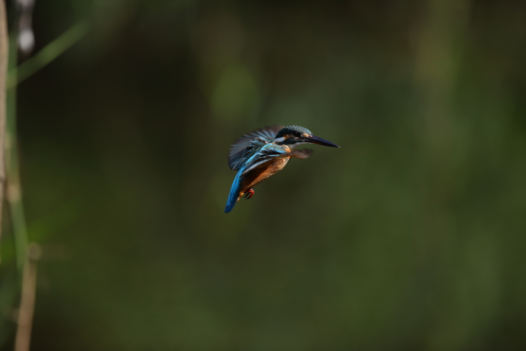 久し振りのホバ１