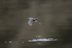 追っかけるぞ・・・