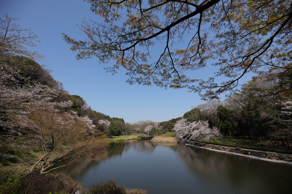 今年も定点観測14㎜