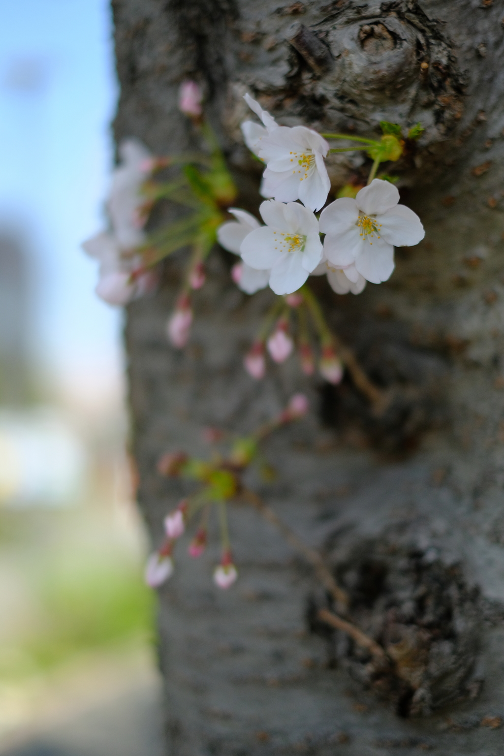 桜Ⅱ