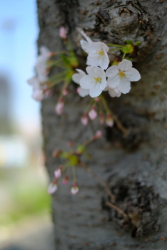 桜Ⅱ