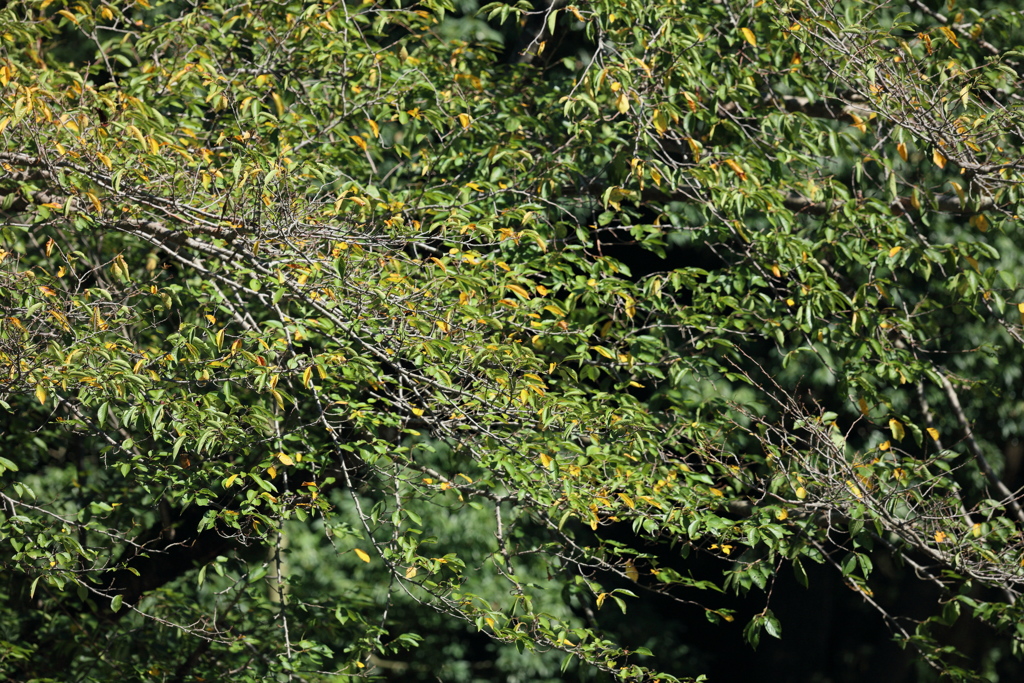 カワセミは何処だ？