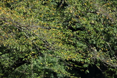 カワセミは何処だ?