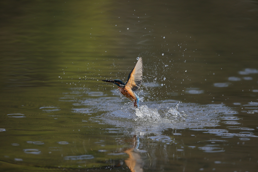 近くではこれだけ２