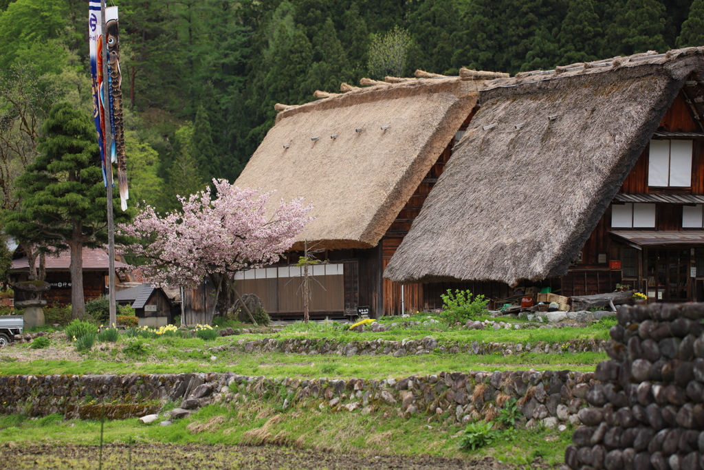 山里の春７