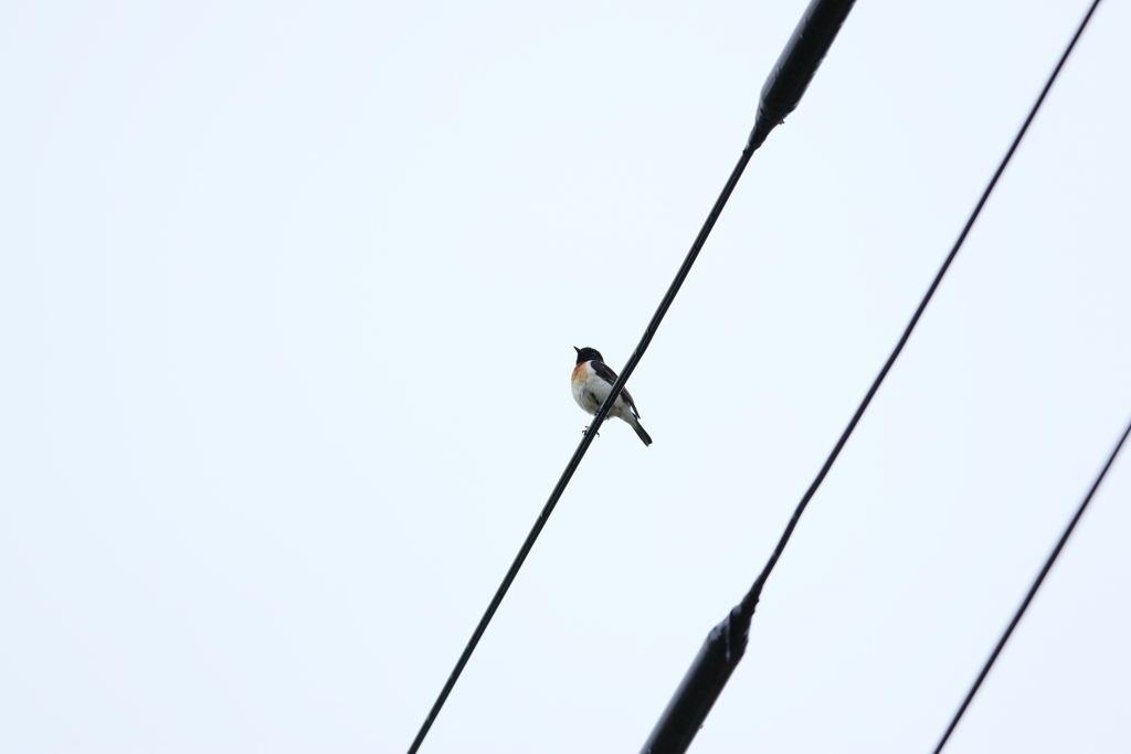 あなたはダレかな？