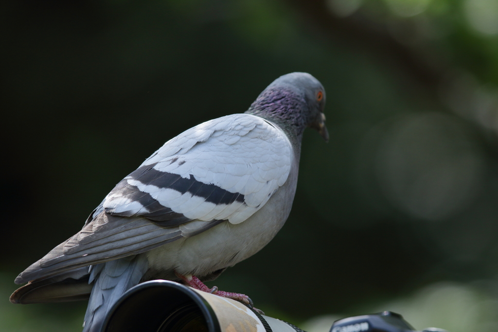 ４５６に載る、丸さん部下