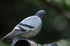 ４５６に載る、丸さん部下