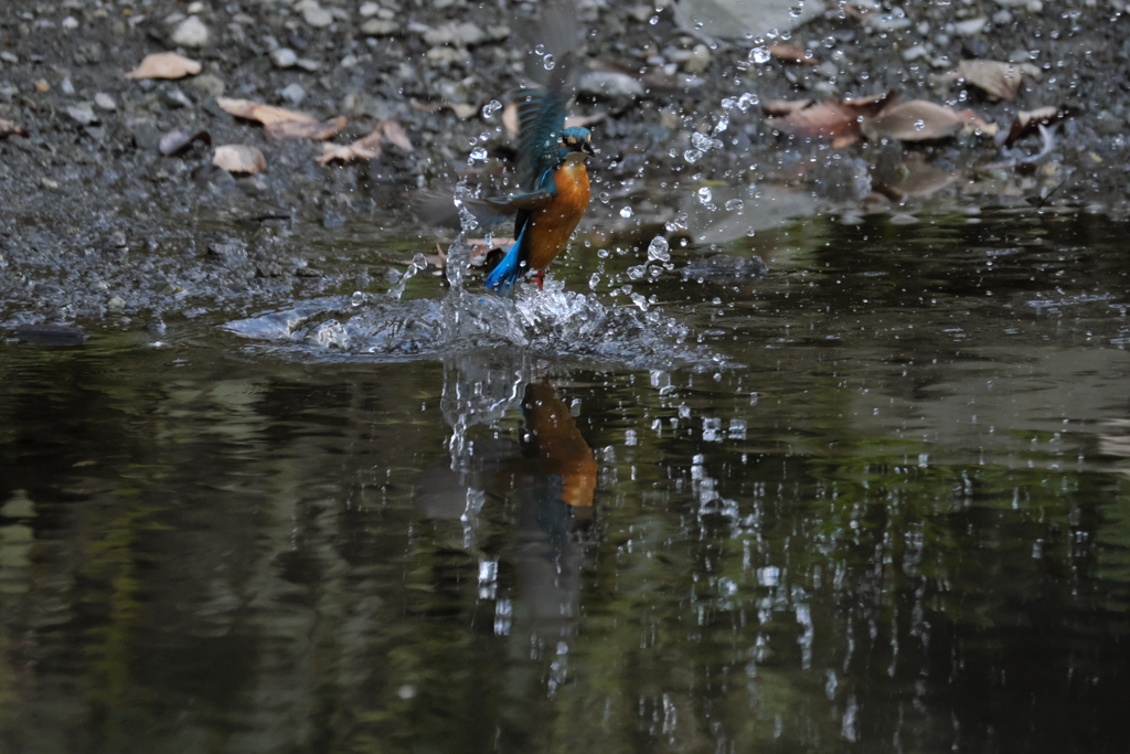 ここまで撮れたよ７