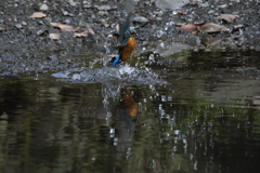 ここまで撮れたよ７