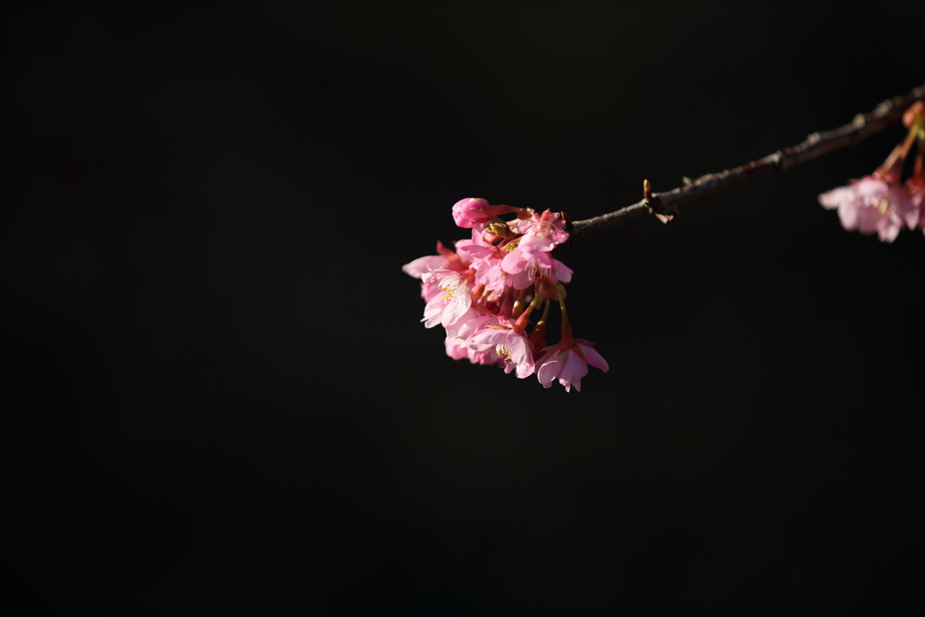 河津桜