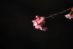 河津桜