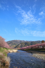 河津桜５