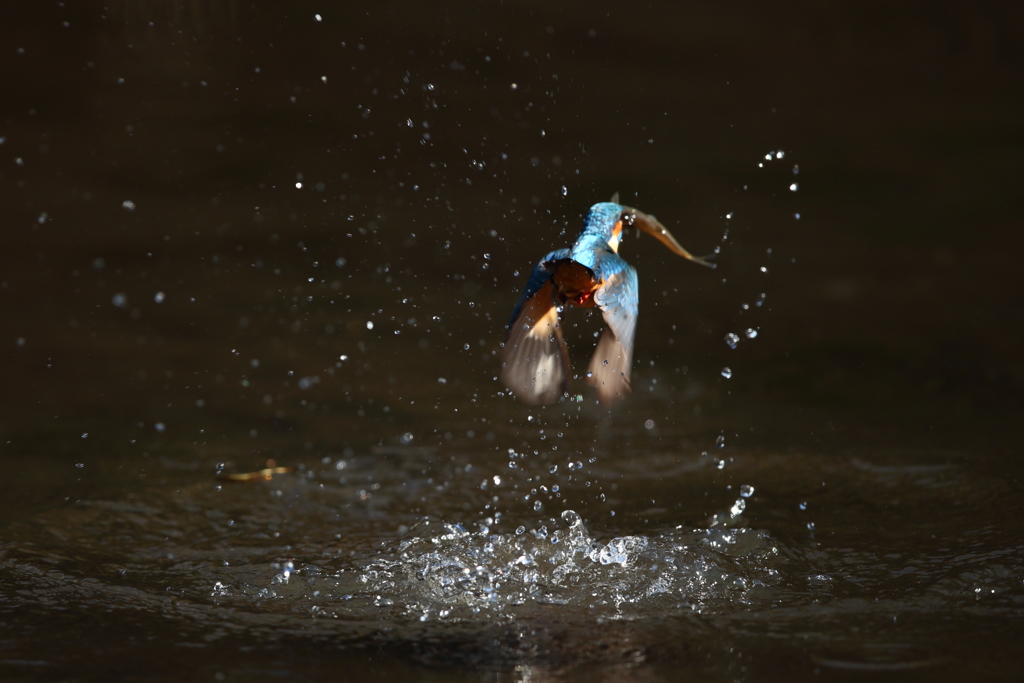 やっぱり一眼４