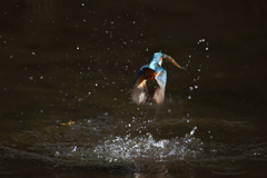 やっぱり一眼４