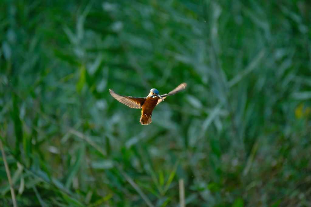 ミラーレスでも２