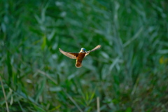 ミラーレスでも2