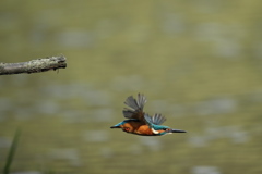 カワセミいきます