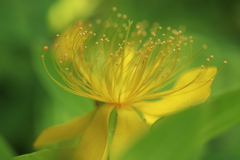 お花