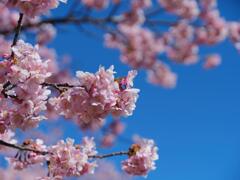 河津桜