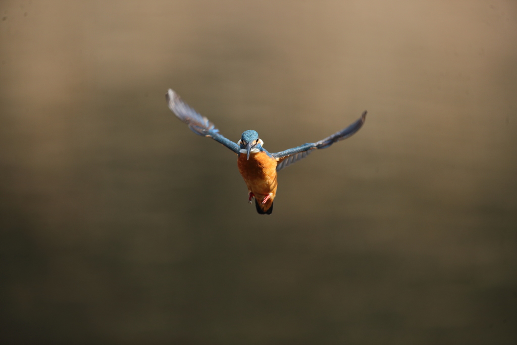 久し振りの正面ホバ祭り２