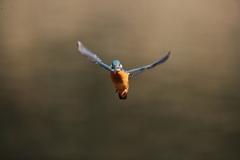 久し振りの正面ホバ祭り２