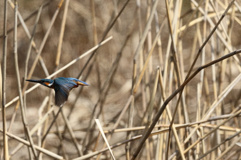 久し振りのカワちゃん３