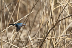 久し振りのカワちゃん3