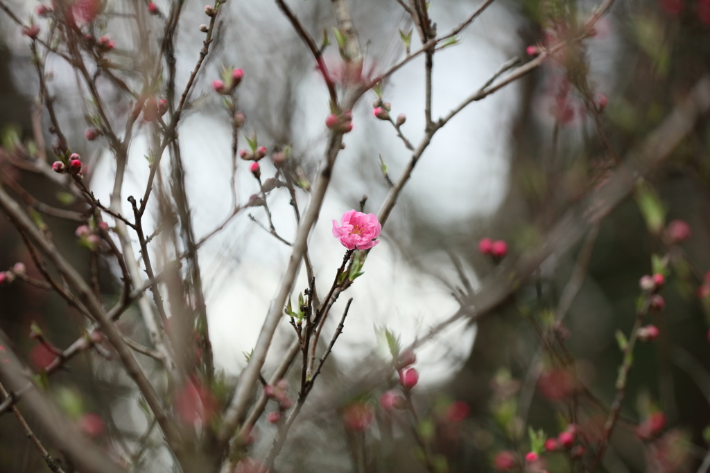 桃の花１