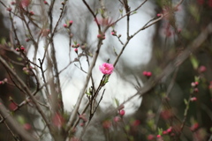 桃の花１