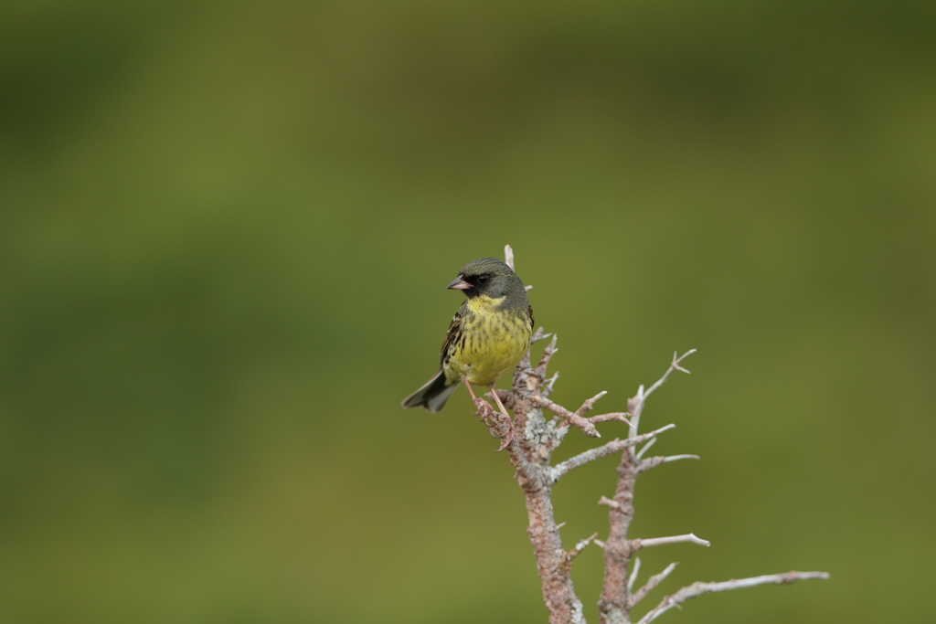 知床峠のアオジ
