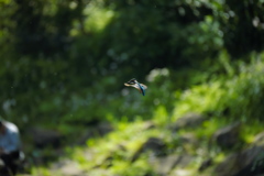 ホバも撮れたよ