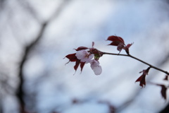 今季最後の桜かな