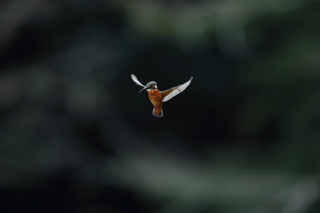 今日のホバは１０秒越え