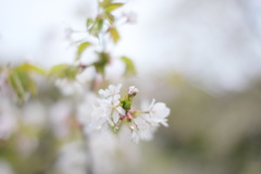 霞桜①
