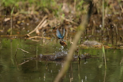 今日は、兄貴と二人だけ