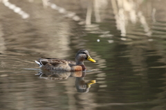 ハシビロガモ♀
