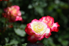 薔薇３