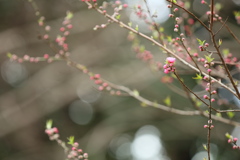 桃の花２