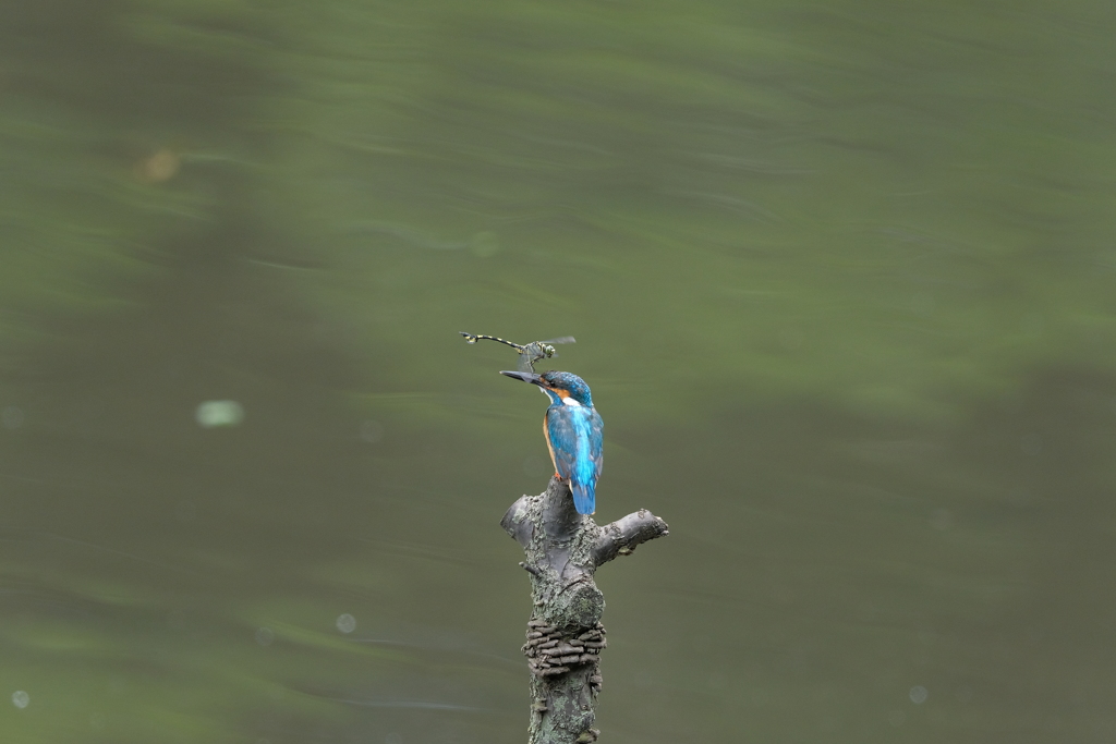 今日も留まるの？３