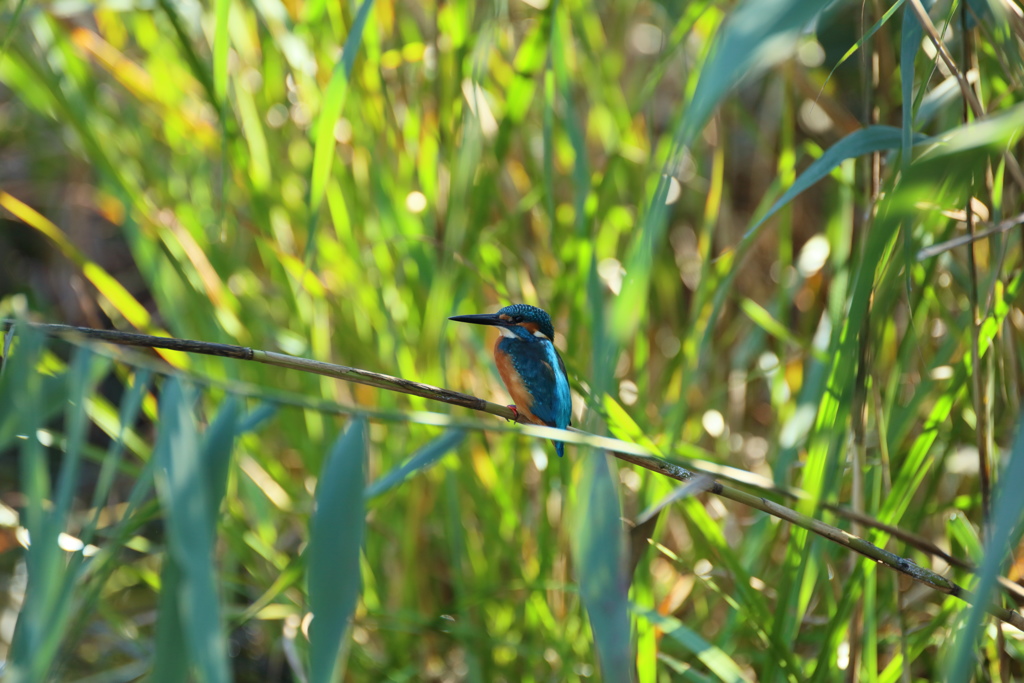有給休暇消化中