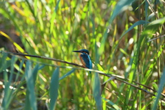 有給休暇消化中