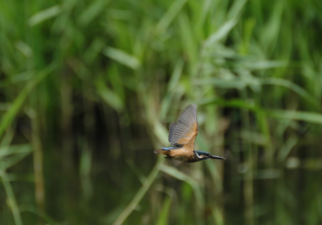 ゴルフより、やっぱりカワセミでしょう！