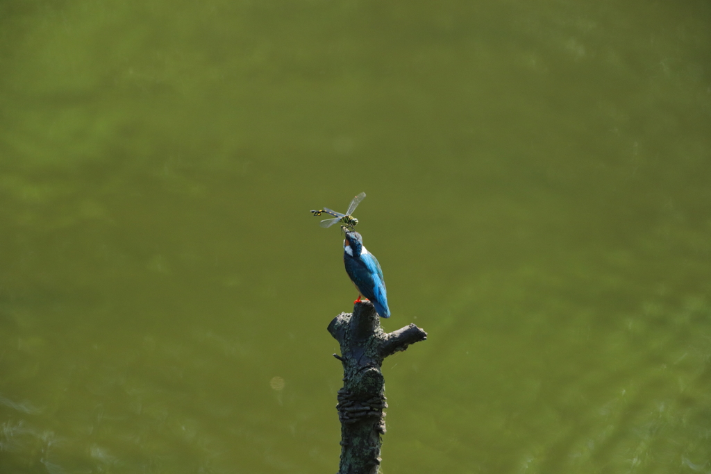 カワちゃんｖｓとんぼちゃん８