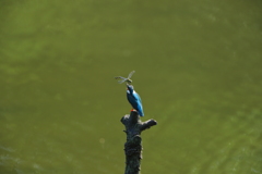 カワちゃんｖｓとんぼちゃん８