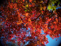 紅葉