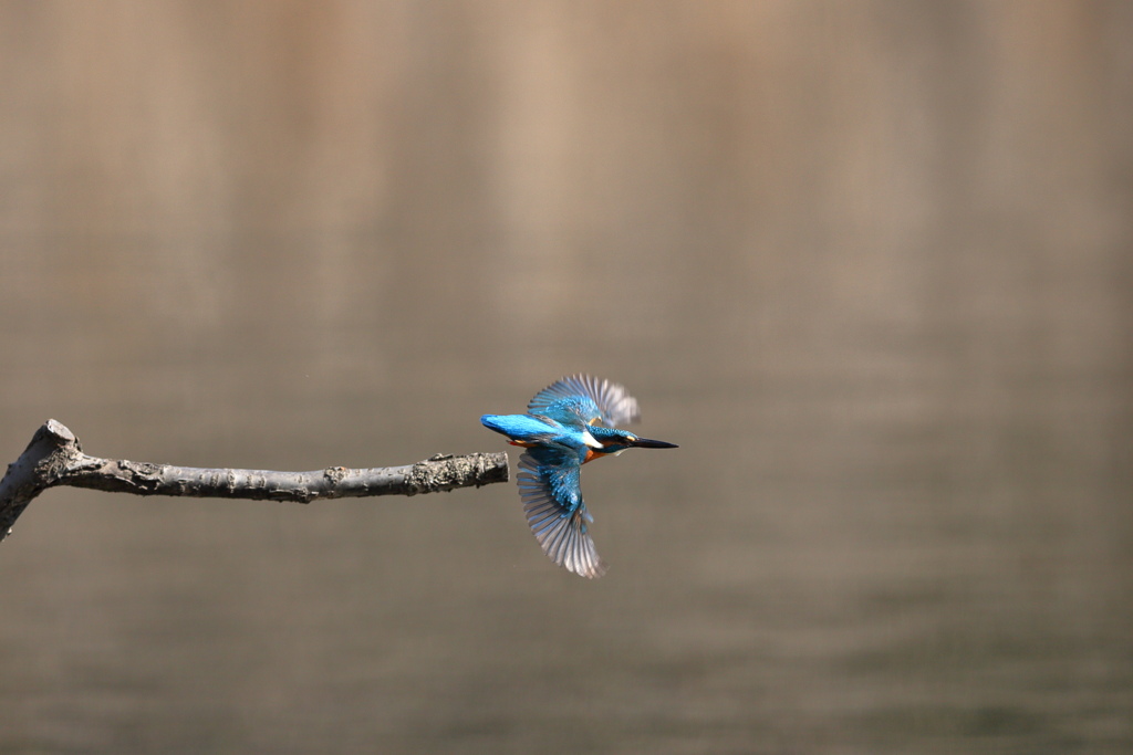 カワちゃん行きます！