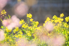 菜の花