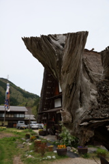 大きな切り株