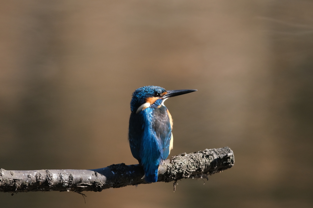 この子は男の子